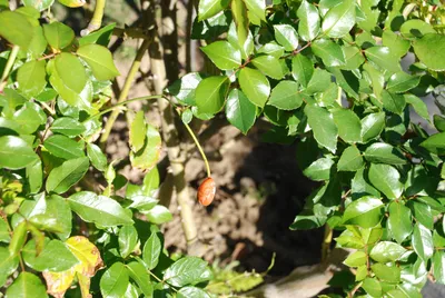 DSC_0060 (Large).JPG